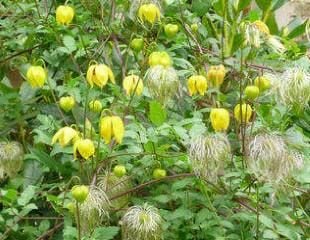 Clematis tanguitia Bill Mckenzie  which has bright yellow small flowers with showy seedheads