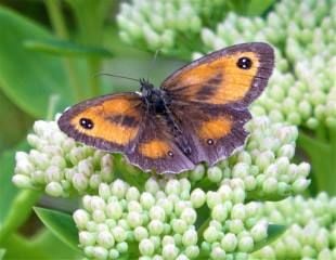 Sedum with gatekeeper butterfly