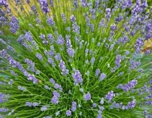 lavendar 