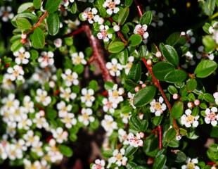  Cotoneaster franchetii