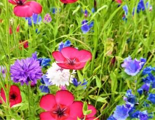 wildflowers at Ripley Castle