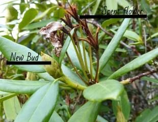 Rhododendron showing spent flower and new bud