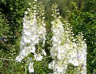 白色的飞燕草开花