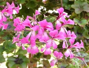 粉红色天竺葵属植物