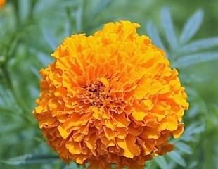 French Marigold 