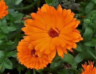 Calendula