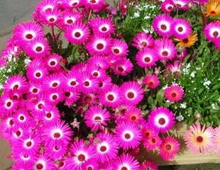 Lovely brightly colouredMesembryanthemum 