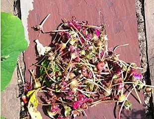 dead heading ice plants