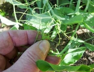 removing tendrills from sweet pea