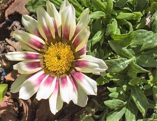 Gazania