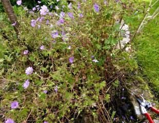 geranium pre cutting back