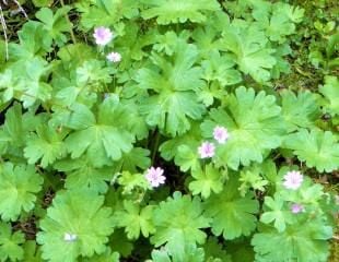 geranium after cutting back re growth