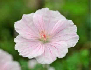 Geranium striatum