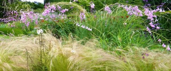 Dierama with grasses