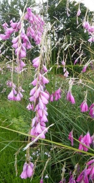 Dierama angels fishing rod