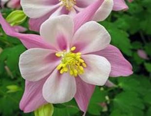 Aquilegia vulgaris plena  in shades of pink and white