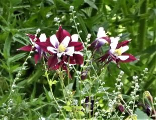 Aquilegia swan red and white
