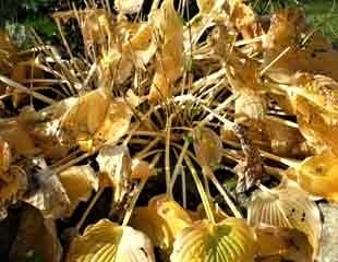 玉簪属草本植物在秋天