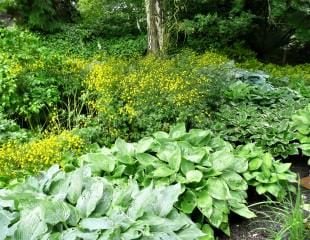 Hosta in shady wooded area