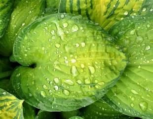 Hosta leaf with raindrops