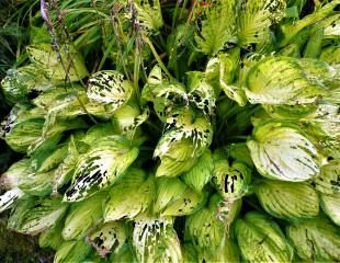 Hosta ravaged by slugs