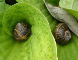 two too many snails