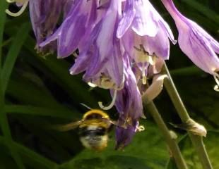 破烂的玉簪花仍然受到蜜蜂的喜爱