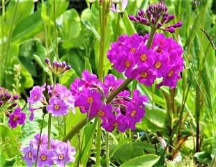 紫报春花