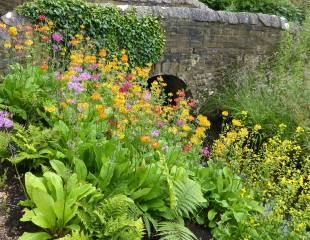 candelabra-primula-'Harlow-Carr'-hybrids-streamside