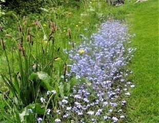 Forget me nots Myosotis