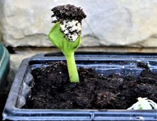 cucumber seedling emerging 