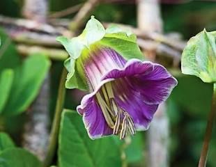 Cobaea scandens by the Sunday Gardener the cup and saucer plant  