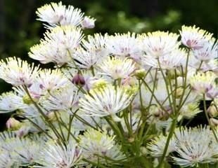 Thalictrum delavayi Splendide White