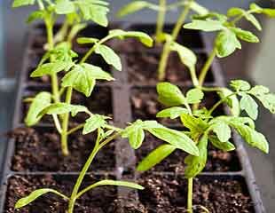 tomatoe-seedlings-310x240