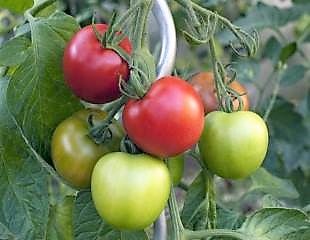 在藤上成熟的西红柿