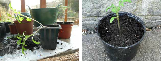 Weedy seedling left potted up seedling right 