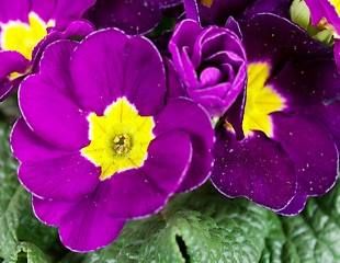 Primula polyanthus