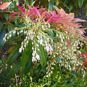 Spring Flowering Shrubs