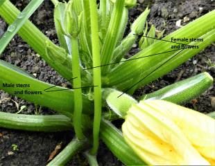 Courgette showing male and female stems 