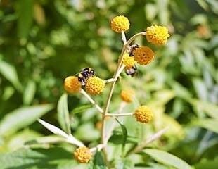 Buddleja globosa  with yellow flowers