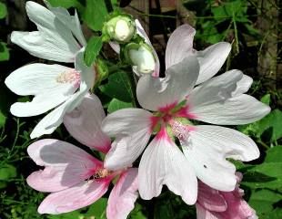 lavatera Barnsley 