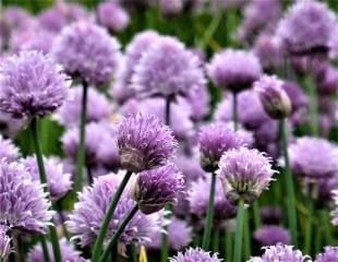 Chives