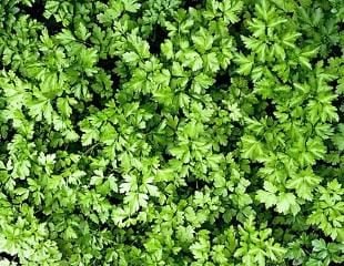 Parsley