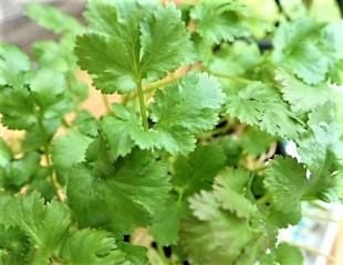 Coriander