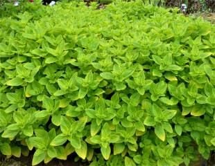 Golden Oregano 