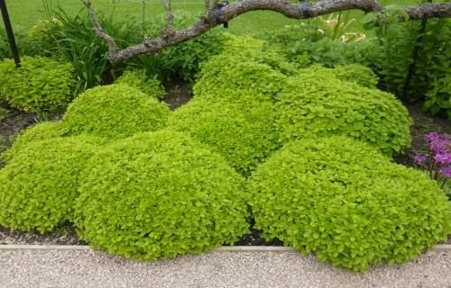 Oregano as Topiary 