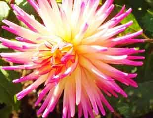 bright pink dahlias