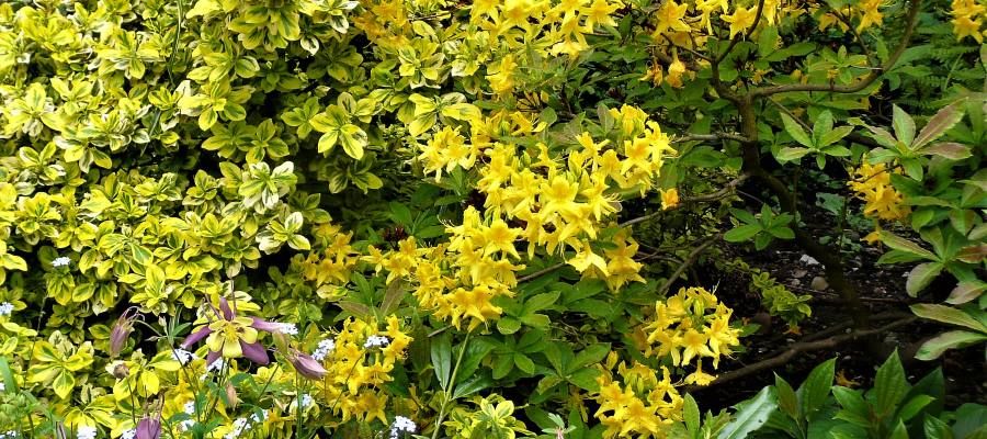 春季组合黄杜鹃花，羽尼米和鹰钩花