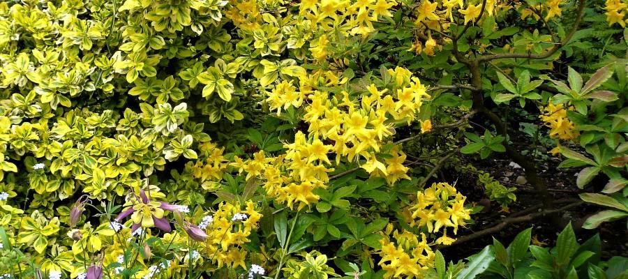 Spring combination yellow rhododendron, Euonymus and Aquilegia 