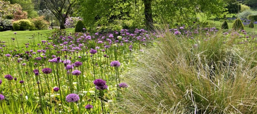 Allium and grasses at RHS Harlow Carr